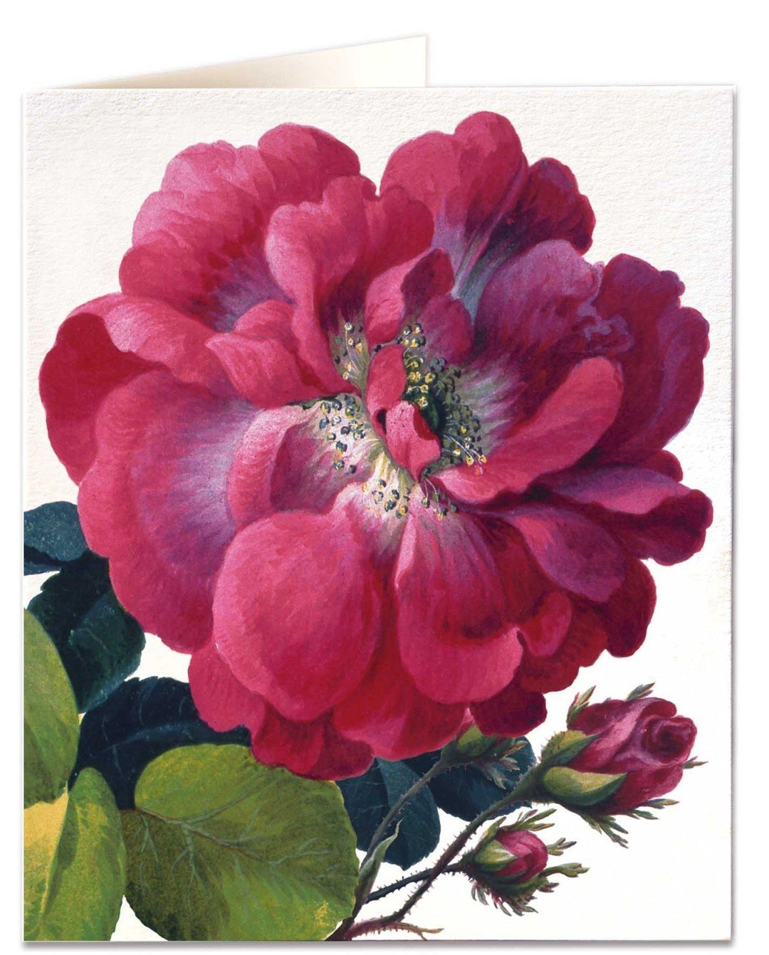 Kort med konvolutt Moss rose