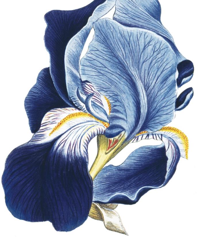 Kort med konvolutt Iris
