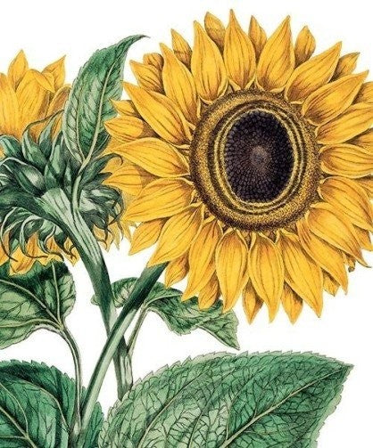 Kort med konvolutt Miller sunflower