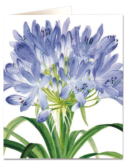 Kort med konvolutt Agapanthus