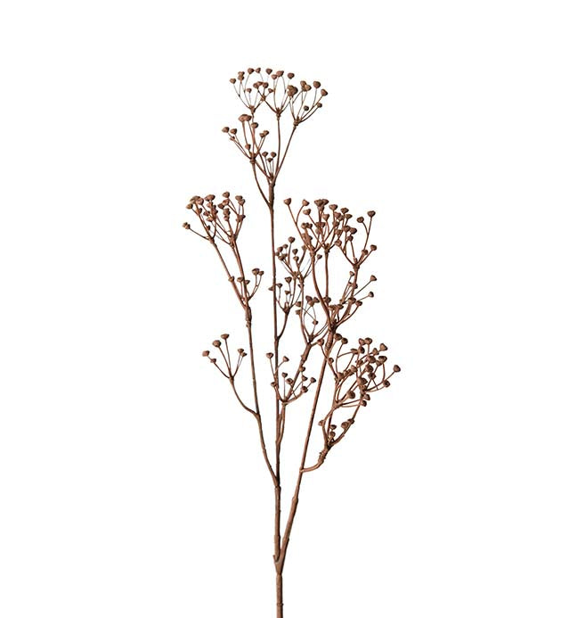 Talinum 65 cm