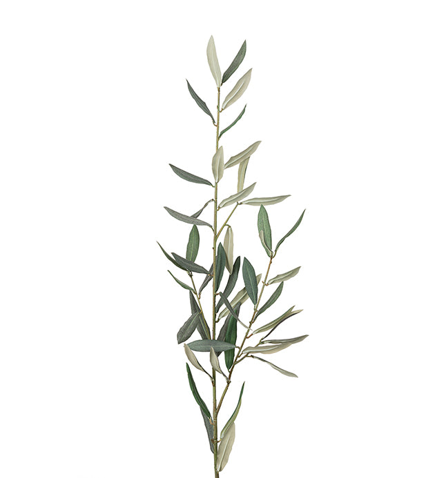 Olivenkvist 50 cm