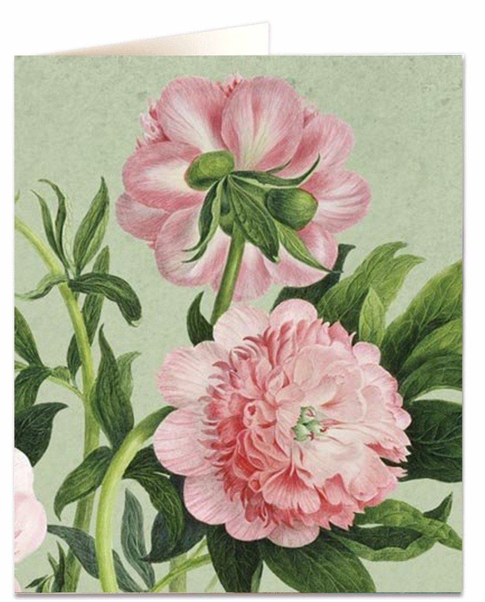 Kort med konvolutt Peony on green