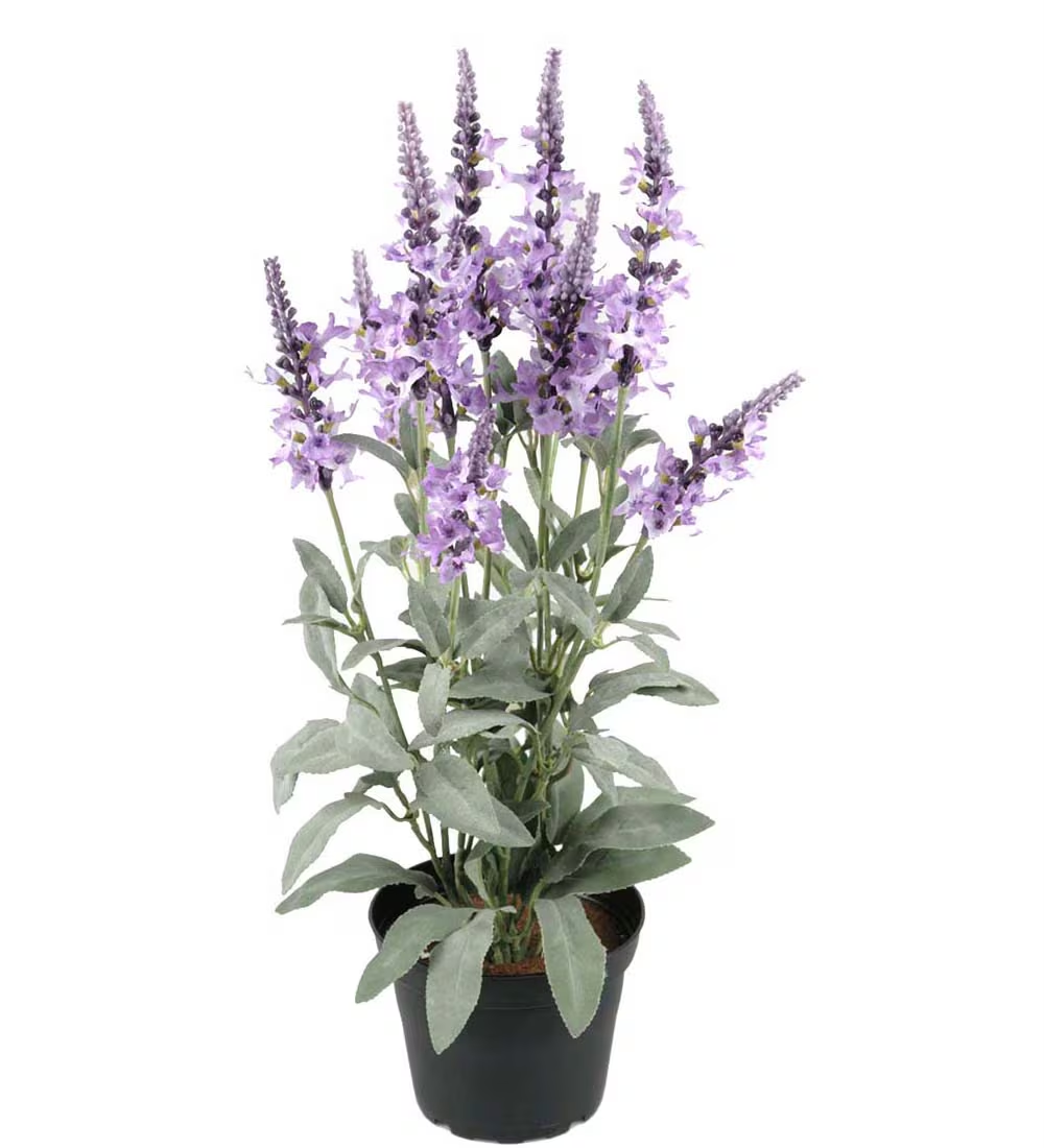 Veronica i potte H: 46 cm