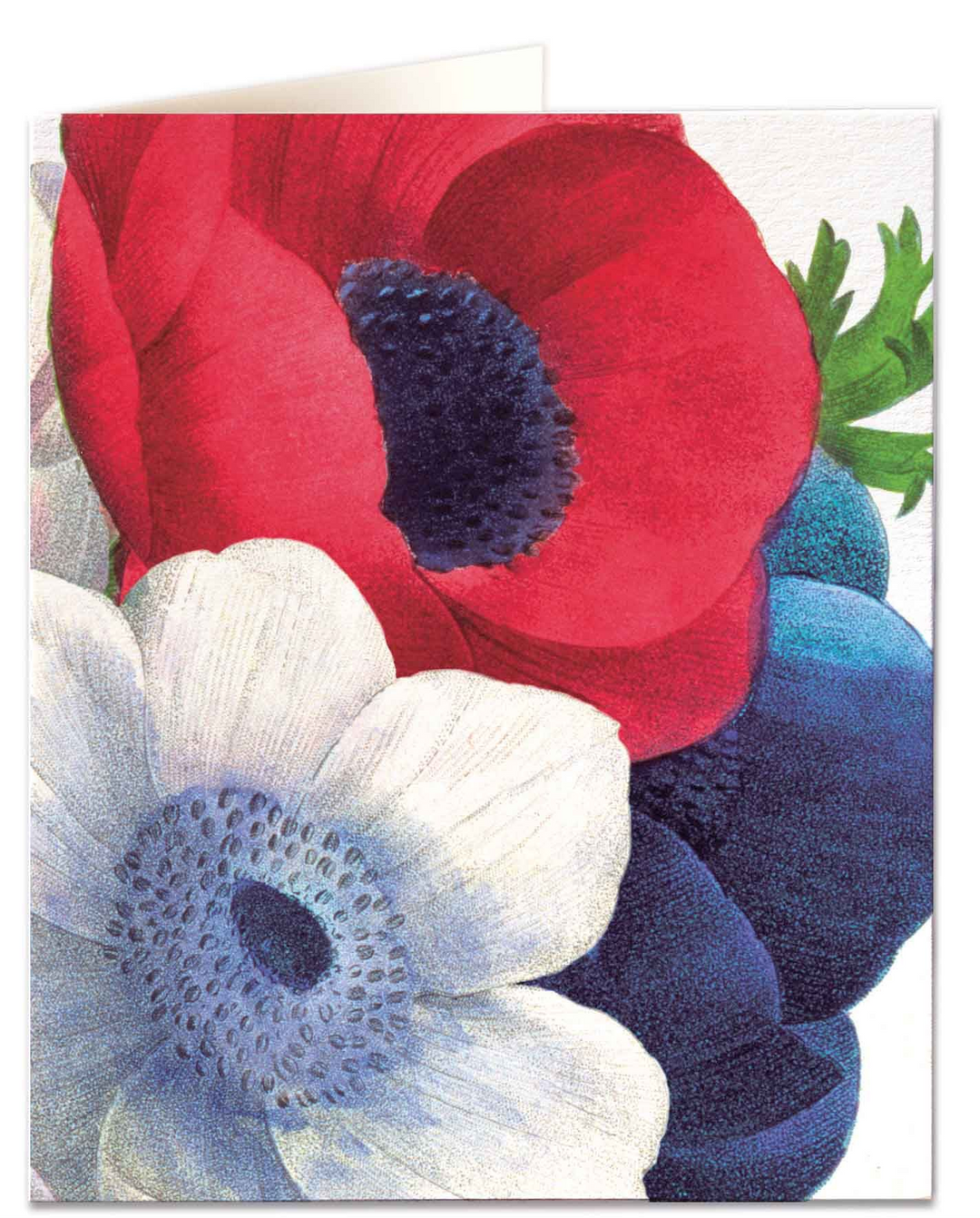 Kort med konvolutt anemone