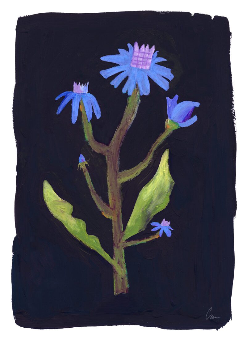 Clara Schicketanz - Night Flowers 50 x 70 cm