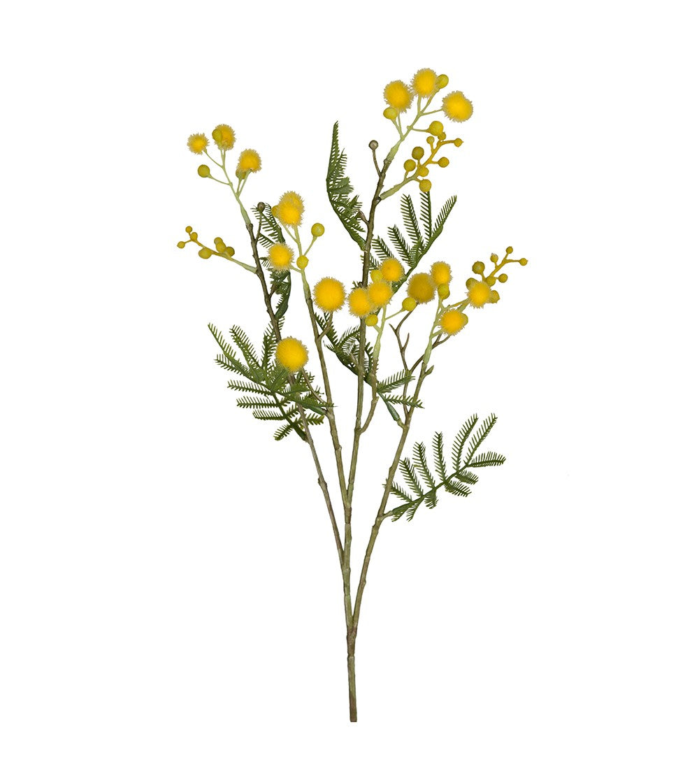 Mimosa 60 cm