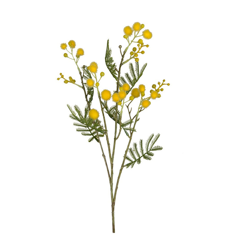 Mimosa 60 cm