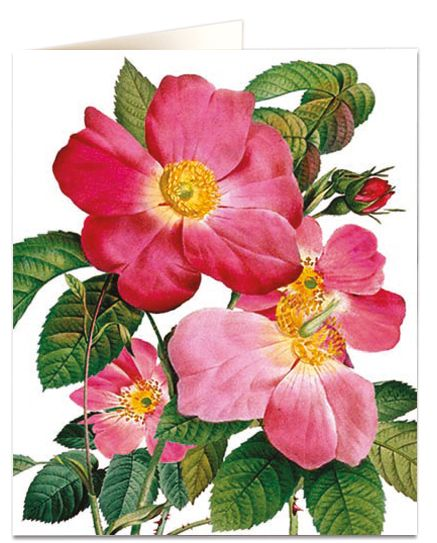 Kort med konvolutt single provins rose