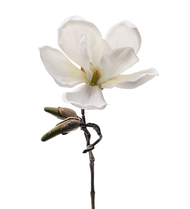 Magnolia hvit 30 cm