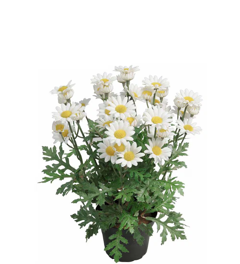 Margeritt i potte H: 30 cm