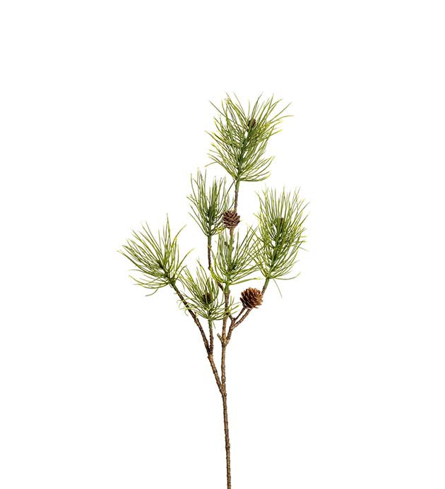 Furugren med kongler H: 70 cm