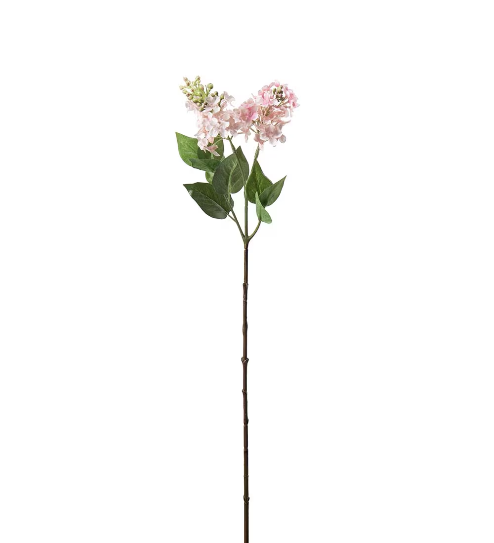 Syrin  60 cm