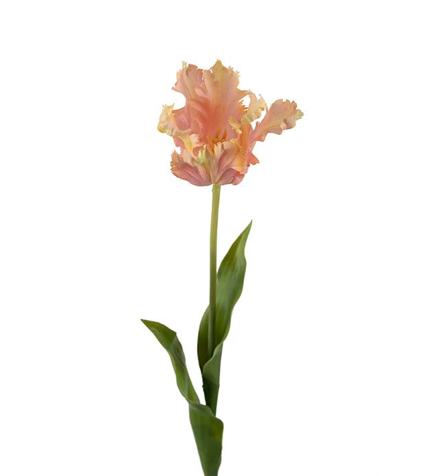 Tulipan rosa 70 cm