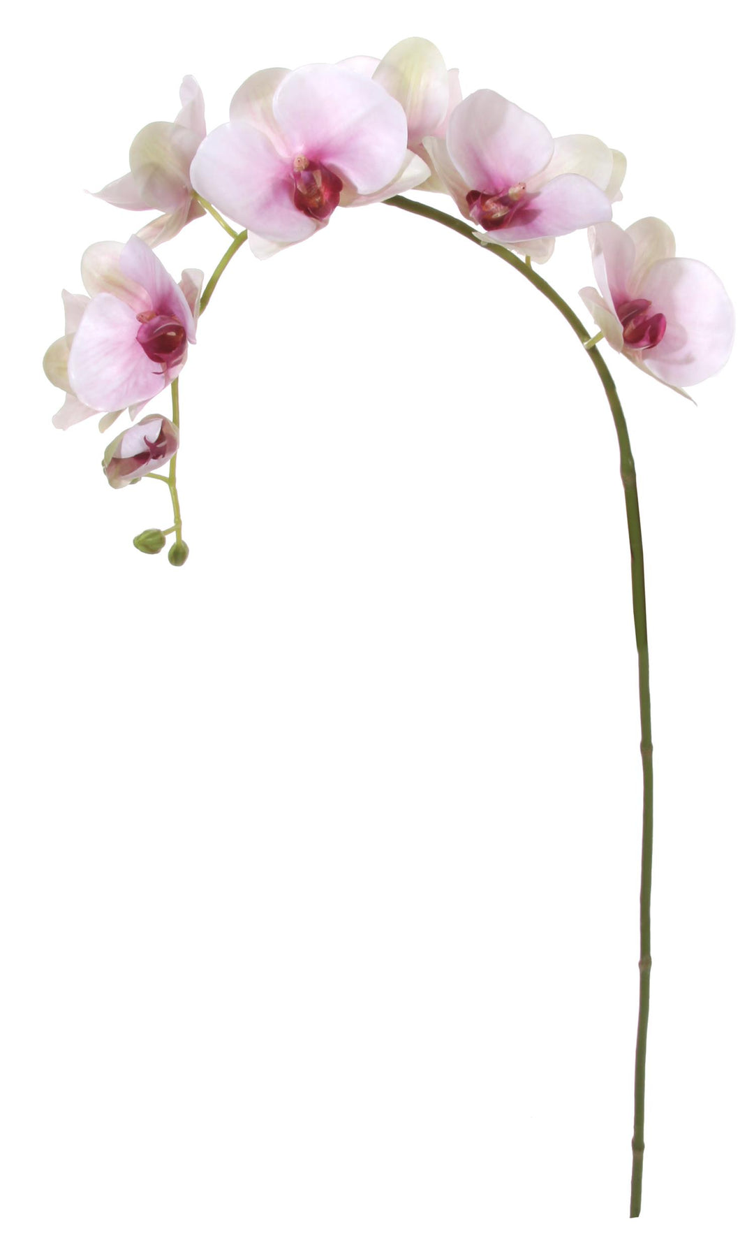 Phalaenopsis lys rosa H: 96 cm