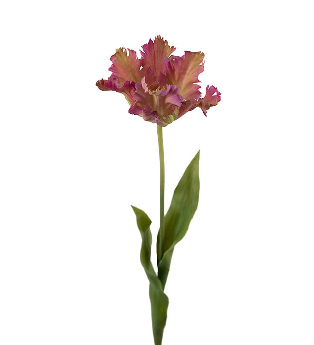 Tulipan lilla 70 cm