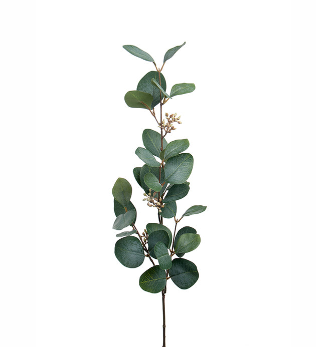Eucalyptus med bær H: 70 cm