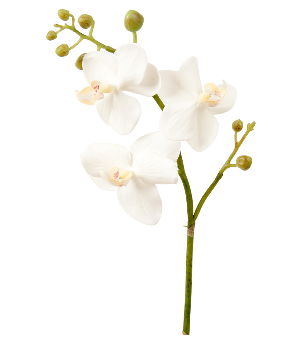 Phalaenopsis orkidé 55 cm