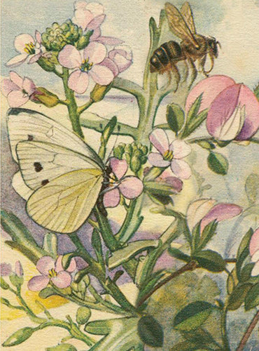 Kort med konvolutt fioler og sommerfugl