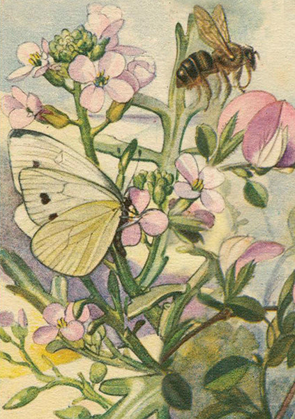 Kort med konvolutt fioler og sommerfugler